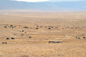 Africa, Tanzania, Ngorongoro, zebras, gnus, buffalos