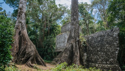 Fototapeta premium Massive tropical trees towering over ancient ruins in a lush jungle setting during summer