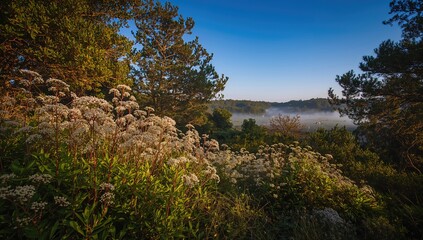 Eupatorium species flourish in elevated terrain with a backdrop of flora, summer vibes, trees, foliage, wildlife, gardens, and vibrant blue skies