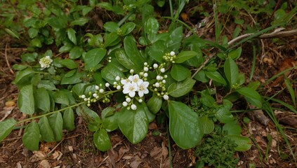 Native flowering plant Agarista populifolia also known as Swamp Leucothoe and Hobblebush found across Asia, Americas, and Madagascar