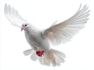 Obraz premium A white dove in mid flight with its wings spread wide against a bright white background in studio shot