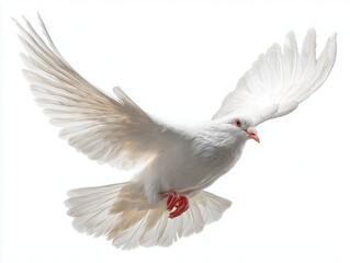 Obraz premium A white dove in flight with its wings spread wide against a plain white background in close up view