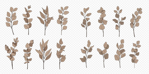 Botanical illustration of eucalyptus branches with leaves in brown color on a transparent background.