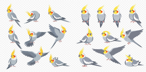 Collection of cockatiel birds in various poses, isolated on a transparent background.