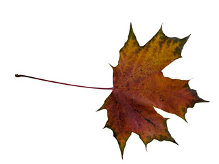 maple leaf isolated on white
