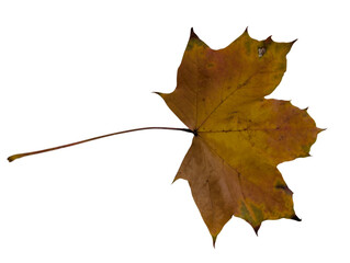 Yellow maple leaf with green patches and long stem, isolated on white background. Symbol of autumn and seasonal change.