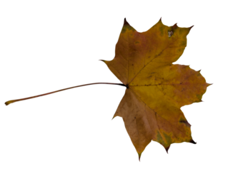 Yellow maple leaf with green patches and long stem, isolated on white background. Symbol of autumn and seasonal change.