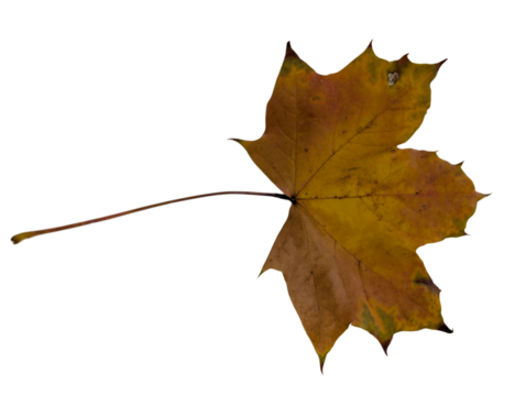 Yellow maple leaf with green patches and long stem, isolated on white background. Symbol of autumn and seasonal change. - Powered by Adobe