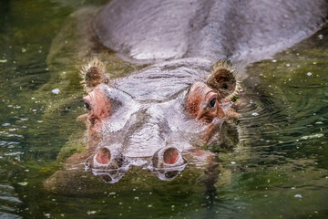 A powerful hippopotamus emerges from the water, its eyes and ears just above the surface as it gazes directly at the viewer. The calm ripples around the animal contrast with its massive presence.