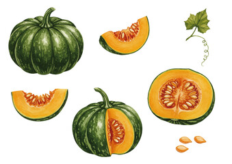 Watercolor-Style Pumpkin Illustration_Green／かぼちゃ