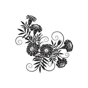 Merigold flower vector colour art in white backgrounder.