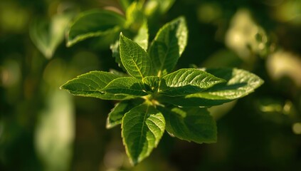 Detailed view of cinnamon foliage