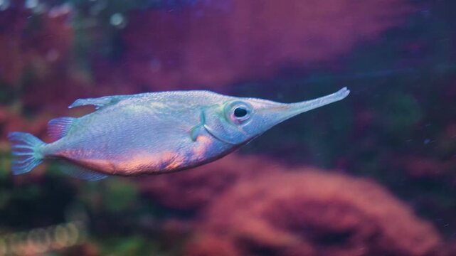 Longspine Snipefish also known as Macroramphosus Scolopax Swimming in the Deep Water. Colorful Fish in the Aquarium. Slow Motion 4K Close Up Shot. Water Reflections are Visible.