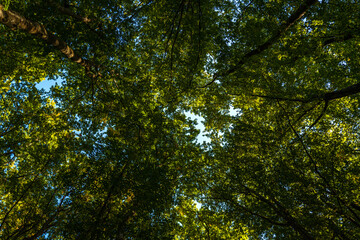 Green forest and nature. Nature green leaf on blurred greenery background with copy space. Natural green plants landscape, ecology wallpaper concept. Green texture background. Tree bokeh.