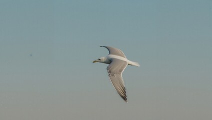 Fototapeta premium Elegant Herring Gull (Larus Argentatus) Gliding Over A Seaside Landscape. A Peaceful Snapshot Highlighting The Charm Of Marine Wildlife.