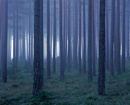 Tall pine trees in rows in forest