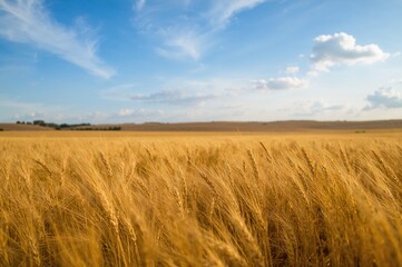 Obraz premium Golden crops waving beneath a clear azure sky. Farming scenery with focused detail.