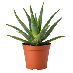 Thriving aloe vera plant in terracotta pot, bringing natural wellness and vibrant green life into any modern space, enhancing decor with its organic beauty