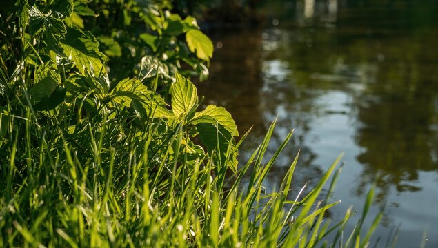 Fototapeta Detailed view of lush greenery beside a water source