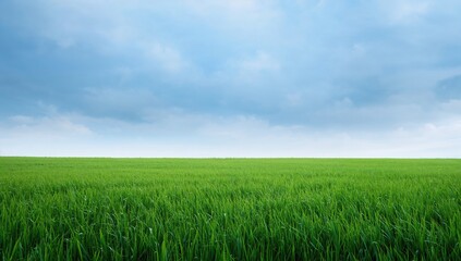 Lush green lawn beneath an overcast azure sky