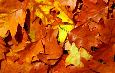 Foliage in the park. Autumn fall leaves of maple trees. Autumn fall leaves in sunlight. Natural autumn background. Autumnal background.