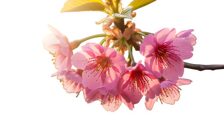 Delicate pink cherry blossoms with golden leaves bring a sense of spring freshness and natural beauty for design projects and seasonal promotions