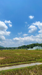 Obraz premium Beautiful rural landscape showing rice fields after harvest with light smoke rising from burning paddy waste under a bright blue sky with white clouds