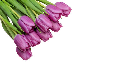 Elegant purple tulips with fresh green leaves, perfect for spring designs or floral arrangements, adding a touch of beauty and sophistication to your project
