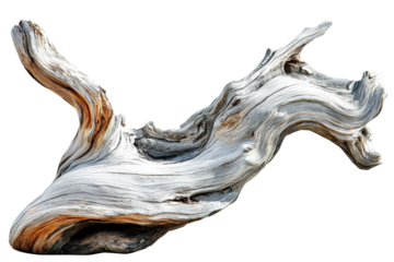 Weathered Driftwood. Natural Sculpture And Organic Texture. Isolated On Transparent Background
