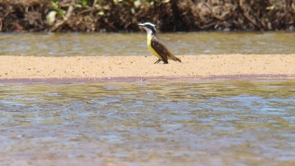 Cambacica - Coereba flaveola, Linnaeus, - Pássaro da família dos Coerebidae, sendo a única...