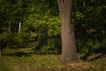 Sun rays illuminate big tree in a dark park. Background. Summer. Lutsk, Ukraine