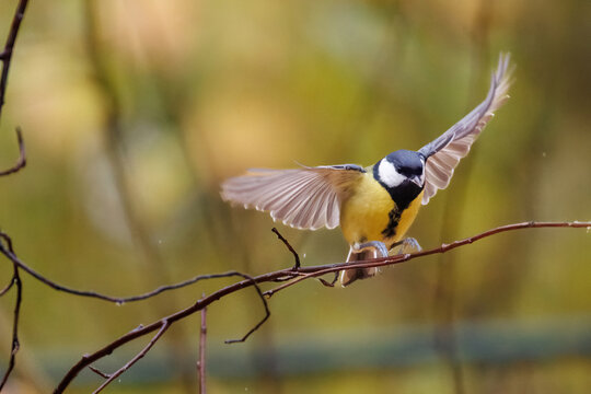 great tit parus major