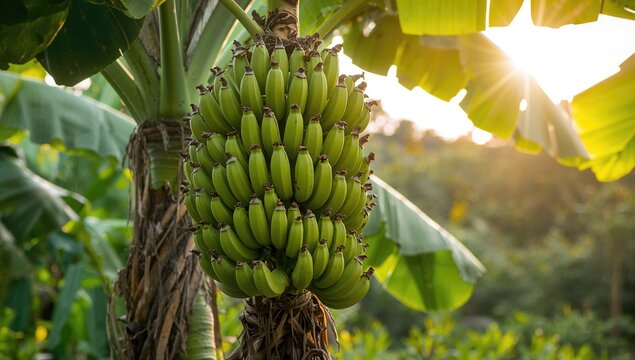 Cluster of maturing green bananas hanging on a tropical plant in a lush garden setting
