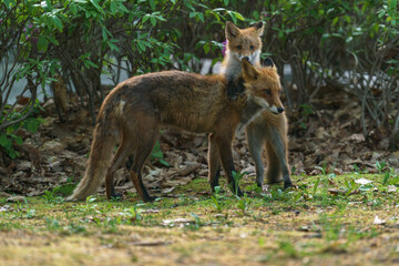 初夏の北海道で寄り添う子ギツネと親ギツネ	 
