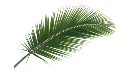 Obraz premium A lush green palm frond a symbol of tropical tranquility and escape gently swaying against a stark black backdrop