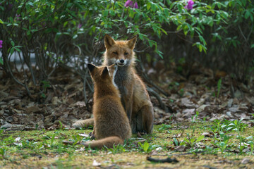 初夏の北海道で寄り添う子ギツネと親ギツネ	 