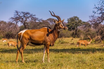 Fototapeta premium Bongo Antelope Grazing on Lush Grass