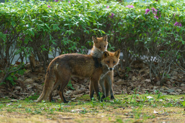 初夏の北海道で寄り添う子ギツネと親ギツネ	 