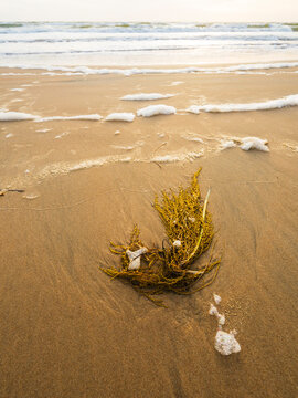 View of seaweed on wet sand at beach