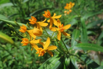 Yellow asclepias flowers in Florida nature
