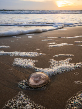 Dead jellyfish on wet sand at beach