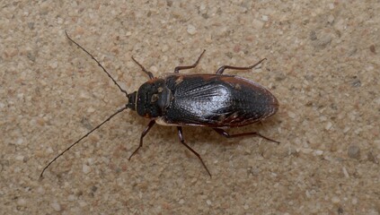 Approximately 30 out of 4,600 cockroach species live near humans, often seen as big, unhygienic pests despite many being small.