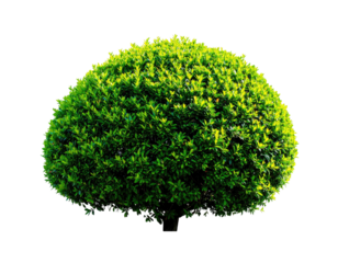 A neatly trimmed spherical bush with lush green foliage, isolated against a stark black background