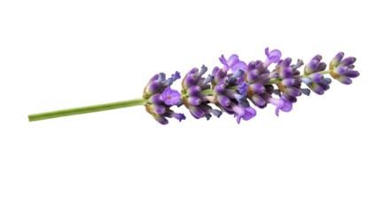 A sprig of fragrant lavender a calming symbol of peace and tranquility against a stark black backdrop highlighting its