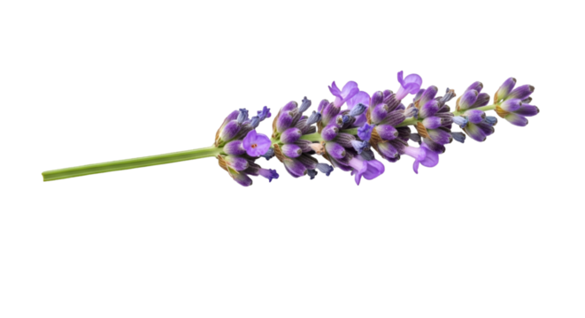A sprig of fragrant lavender a calming symbol of peace and tranquility against a stark black backdrop highlighting its