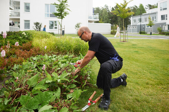 Mature man trimming leaves while kneeling on grass in garden