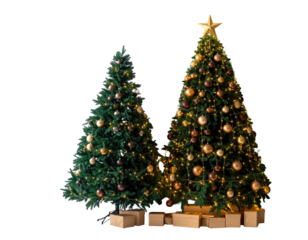 Two decorated coniferous trees, ready for the holiday season, with warm lighting