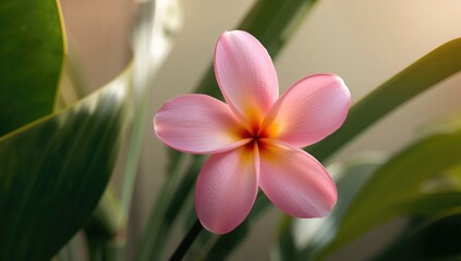 Fototapeta premium Frangipani Blossom, Plumeria, Sacred Tree, Cemetery Tree, Pink Bloom, Wellness Flower