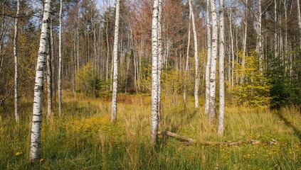 Fototapeta premium Autumn woodland with birch tree trunks