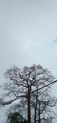 Bare Tree Silhouette Against a Cloudy Sky Capturing the Beauty of Nature in Winter